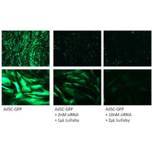 Load image into Gallery viewer, Lullaby Stem siRNA Transfection Reagent