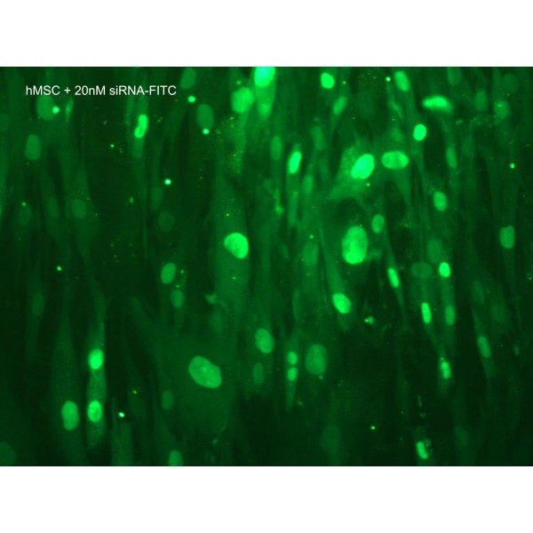 Lullaby Stem siRNA Transfection Reagent