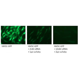 Lullaby Stem siRNA Transfection Reagent