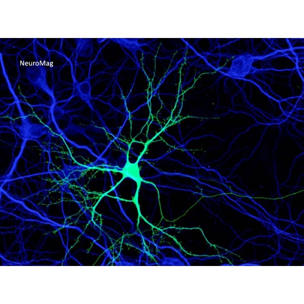 NeuroMag Transfection Reagent