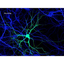 Load image into Gallery viewer, NeuroMag Transfection Reagent