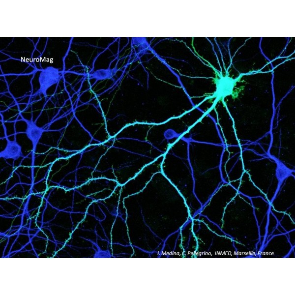 NeuroMag Transfection Reagent