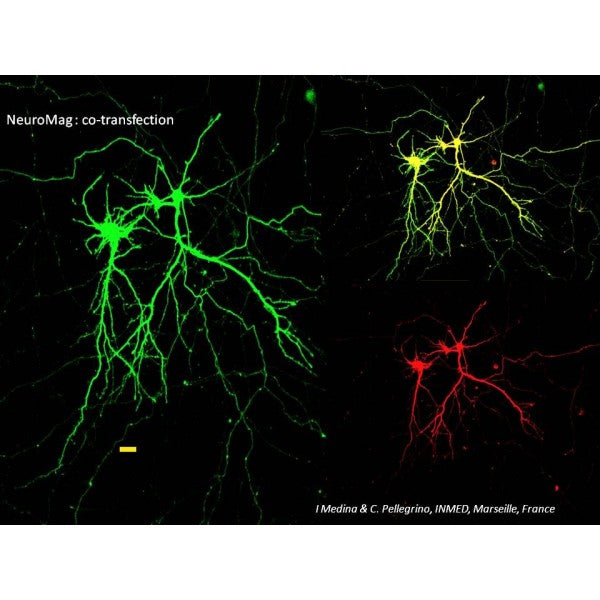 NeuroMag Transfection Reagent