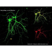 Load image into Gallery viewer, NeuroMag Transfection Reagent