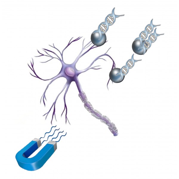 NeuroMag Transfection Reagent