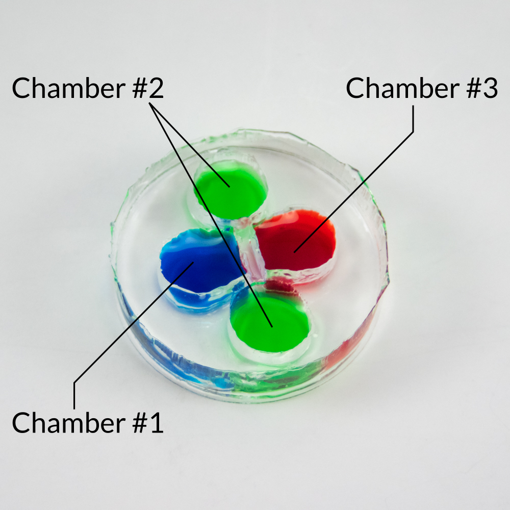 OMEGA ACE Triple Chamber Neuronal Compartmentalization and Co Culture Device