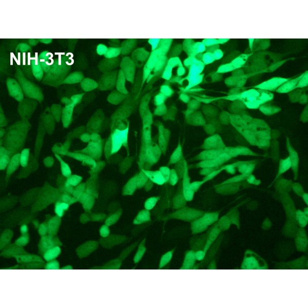 PolyMag Transfection Reagent