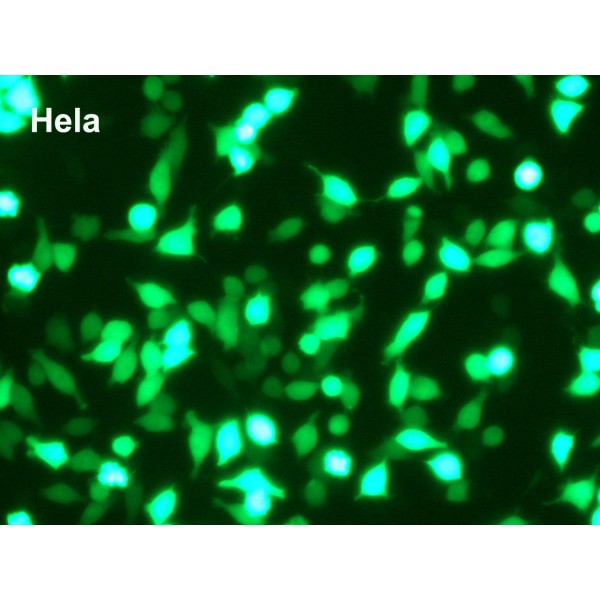 PolyMag Transfection Reagent