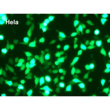 Load image into Gallery viewer, PolyMag Transfection Reagent