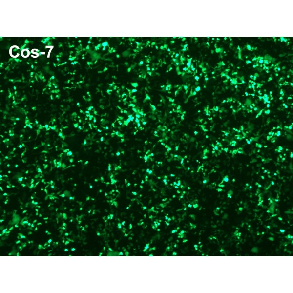 PolyMag Transfection Reagent