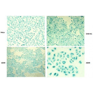 Pro-DeliverIN™ Transfection Reagent