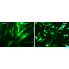 Load image into Gallery viewer, RmesFect™ Stem Transfection Reagent