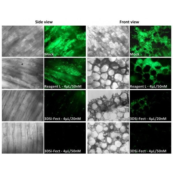 si3D-Fect™ 3D Transfection Reagent