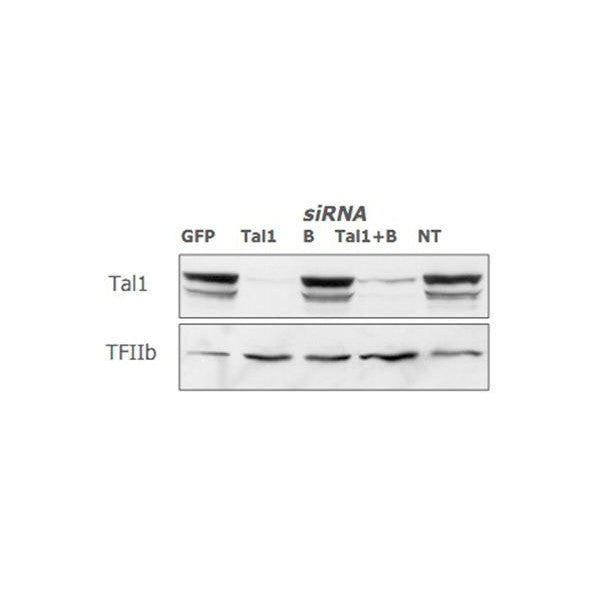SilenceMag siRNA Delivery Reagent