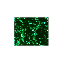 Load image into Gallery viewer, VeroFect Transfection Reagent