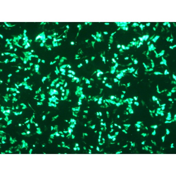VeroFect Transfection Reagent