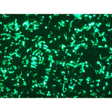 Load image into Gallery viewer, VeroFect Transfection Reagent