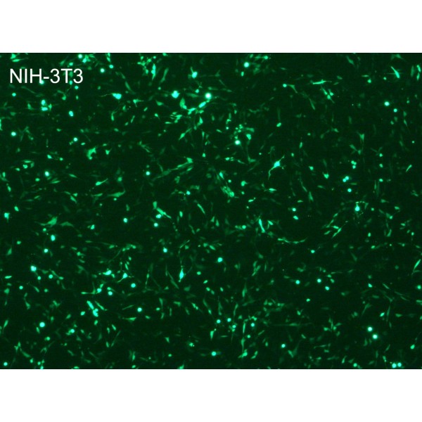ViroMag Transduction Reagent