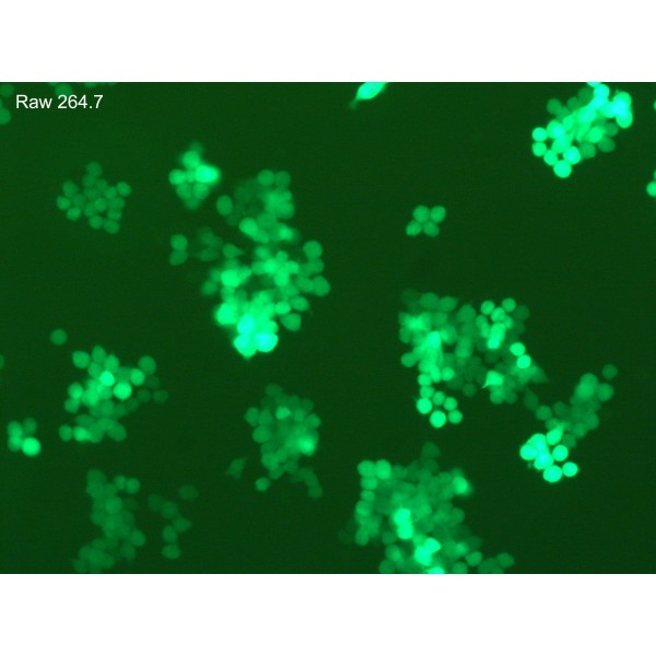 ViroMag Transduction Reagent