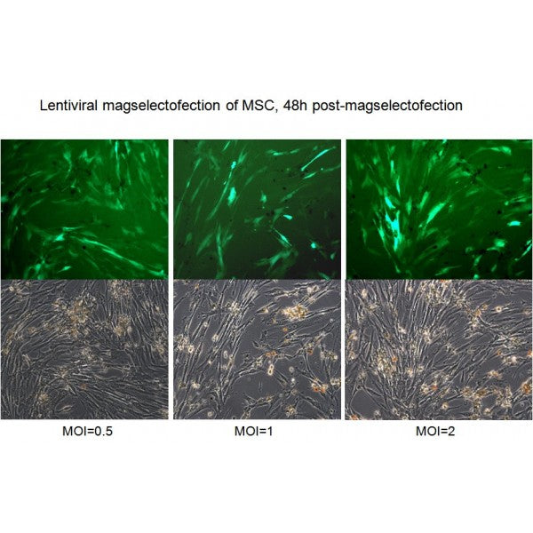 Viro-MICST Transduction Reagent