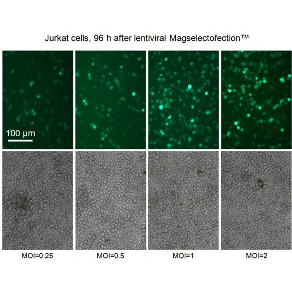 Viro-MICST Transduction Reagent